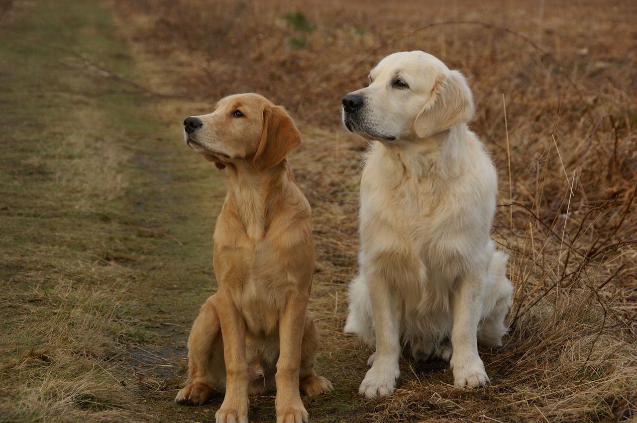 Golden Retriever Dogs Pets Retriever Dog Retrieve
